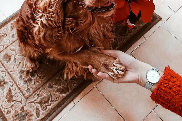 商務(wù)經(jīng)典男士羅馬數(shù)字盤面 禮品手表定制盡在穩(wěn)達(dá)時(shí)